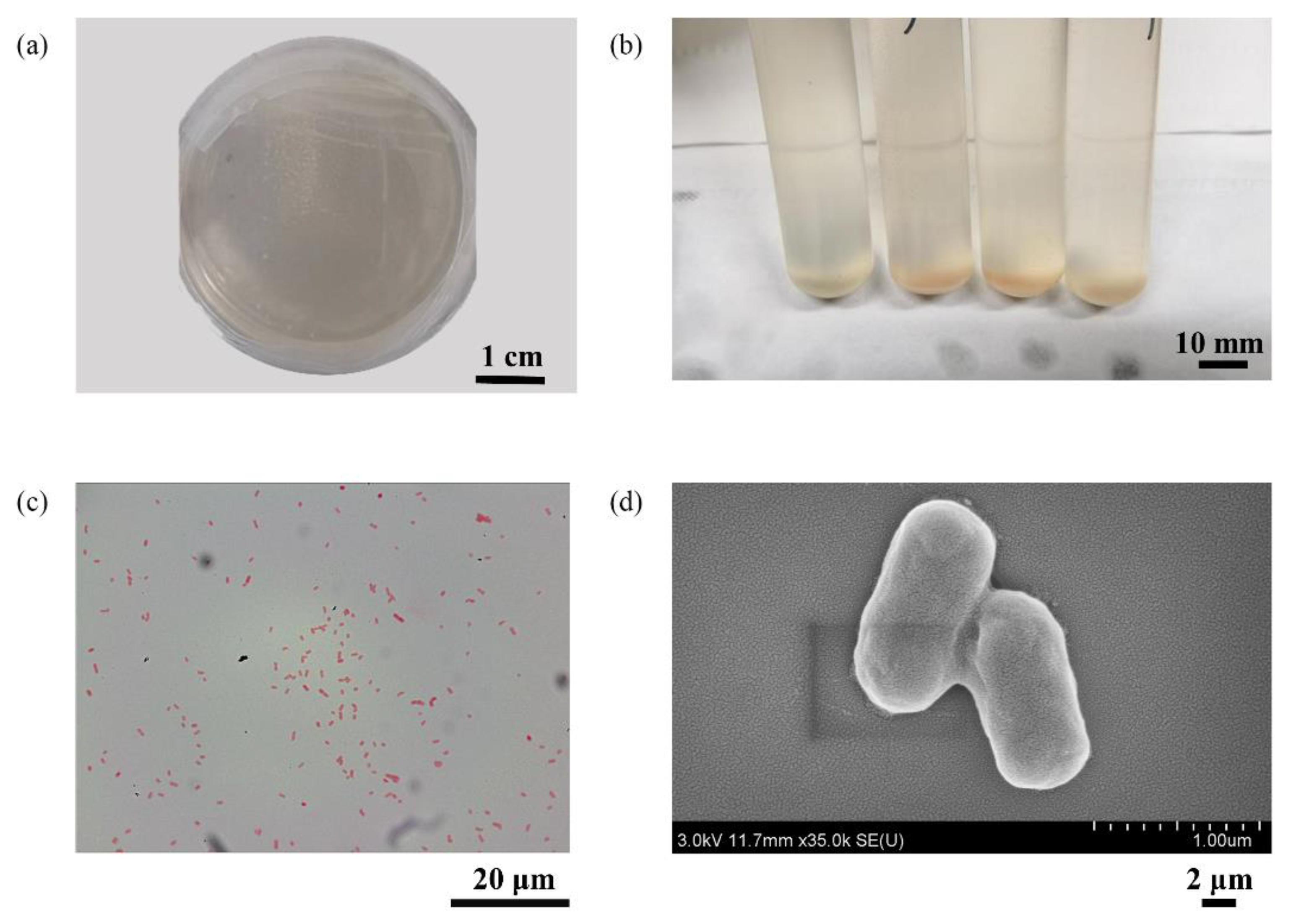 Materials 16 02896 g001 Materials 16 02896 g001