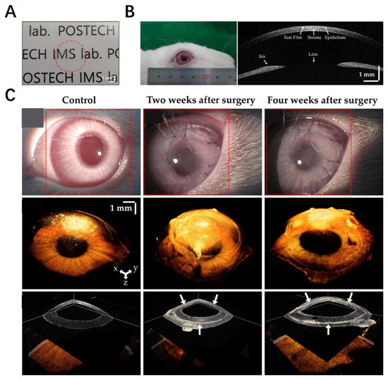Recent Advances in Decellularized Extracellular Matrix-Based