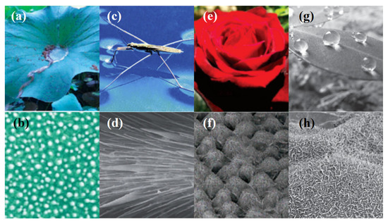 若者に人気のブランド Review on Hydrophobic Thin Films Prepared Using Magnetron クラブ