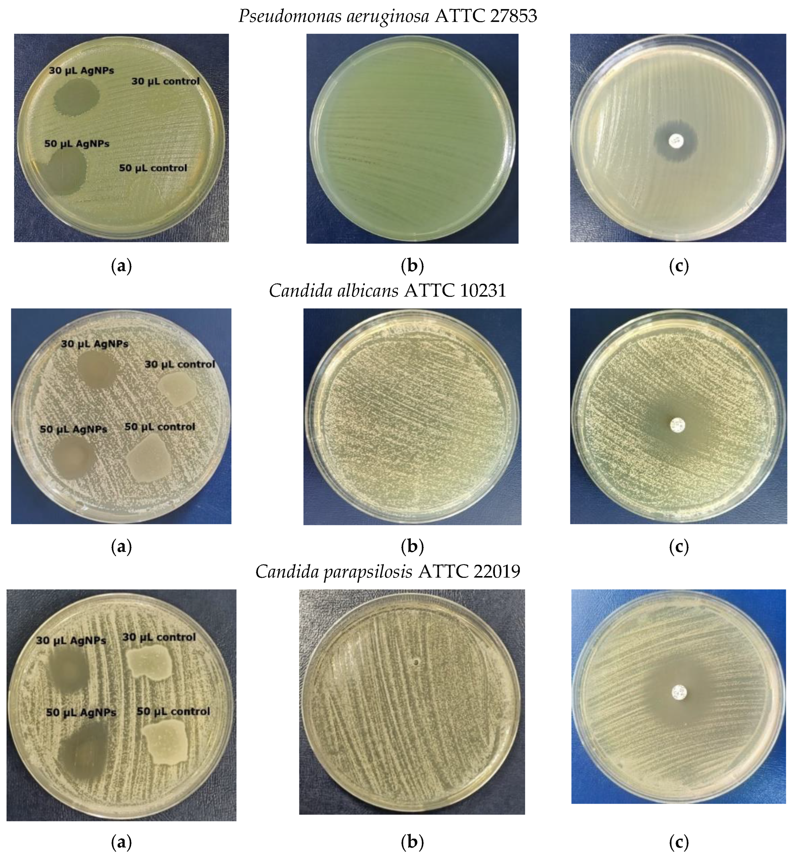 Materials 16 04261 g008b Materials 16 04261 g008b