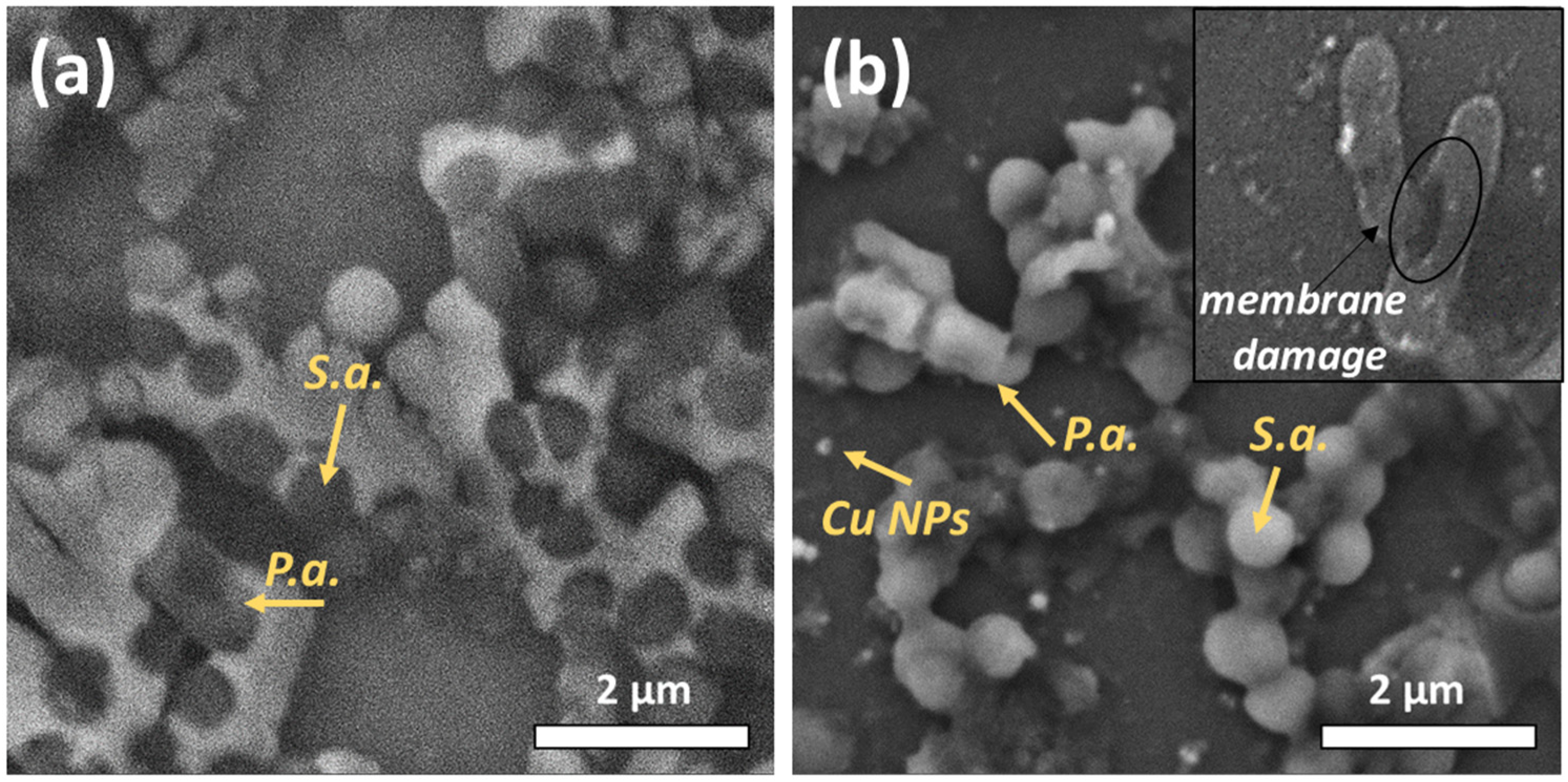 Materials 16 04309 g003 Materials 16 04309 g003