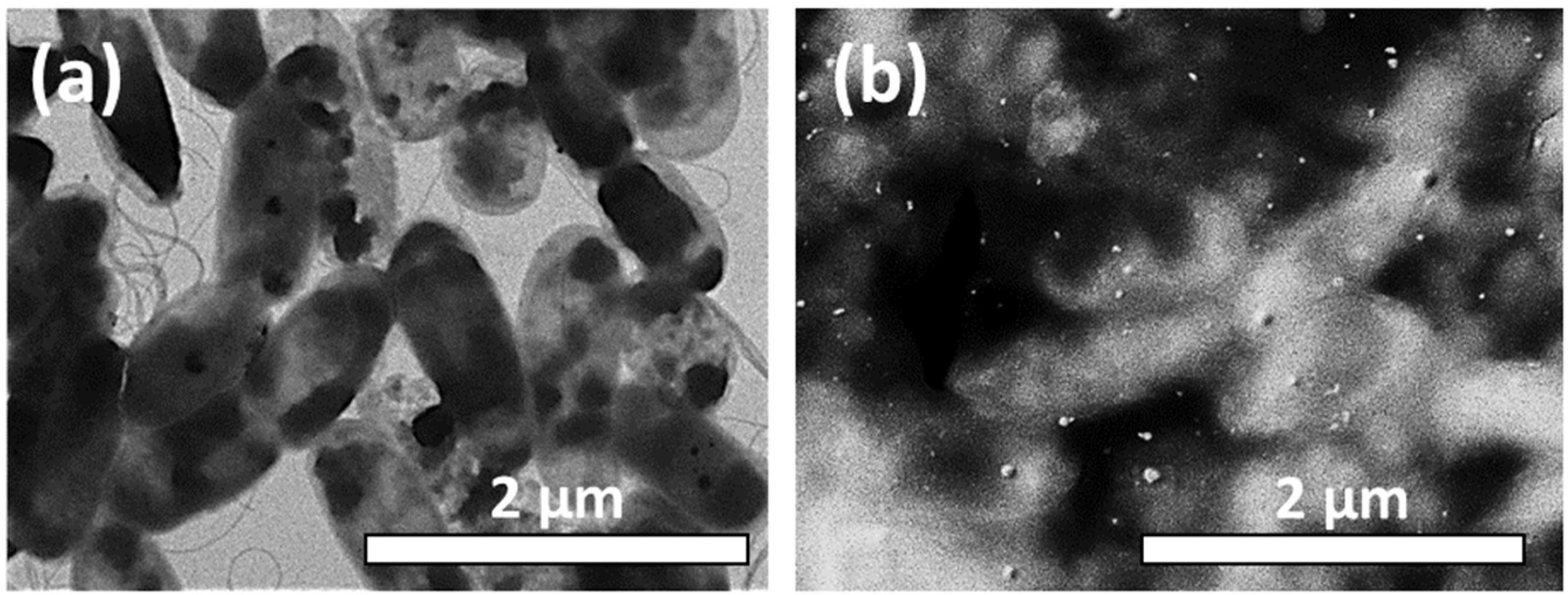 Materials 16 04309 g004 Materials 16 04309 g004