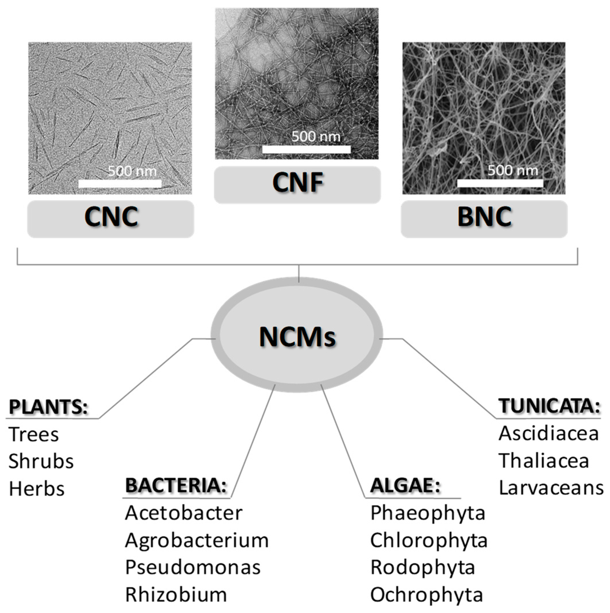 Materials 16 04447 g002