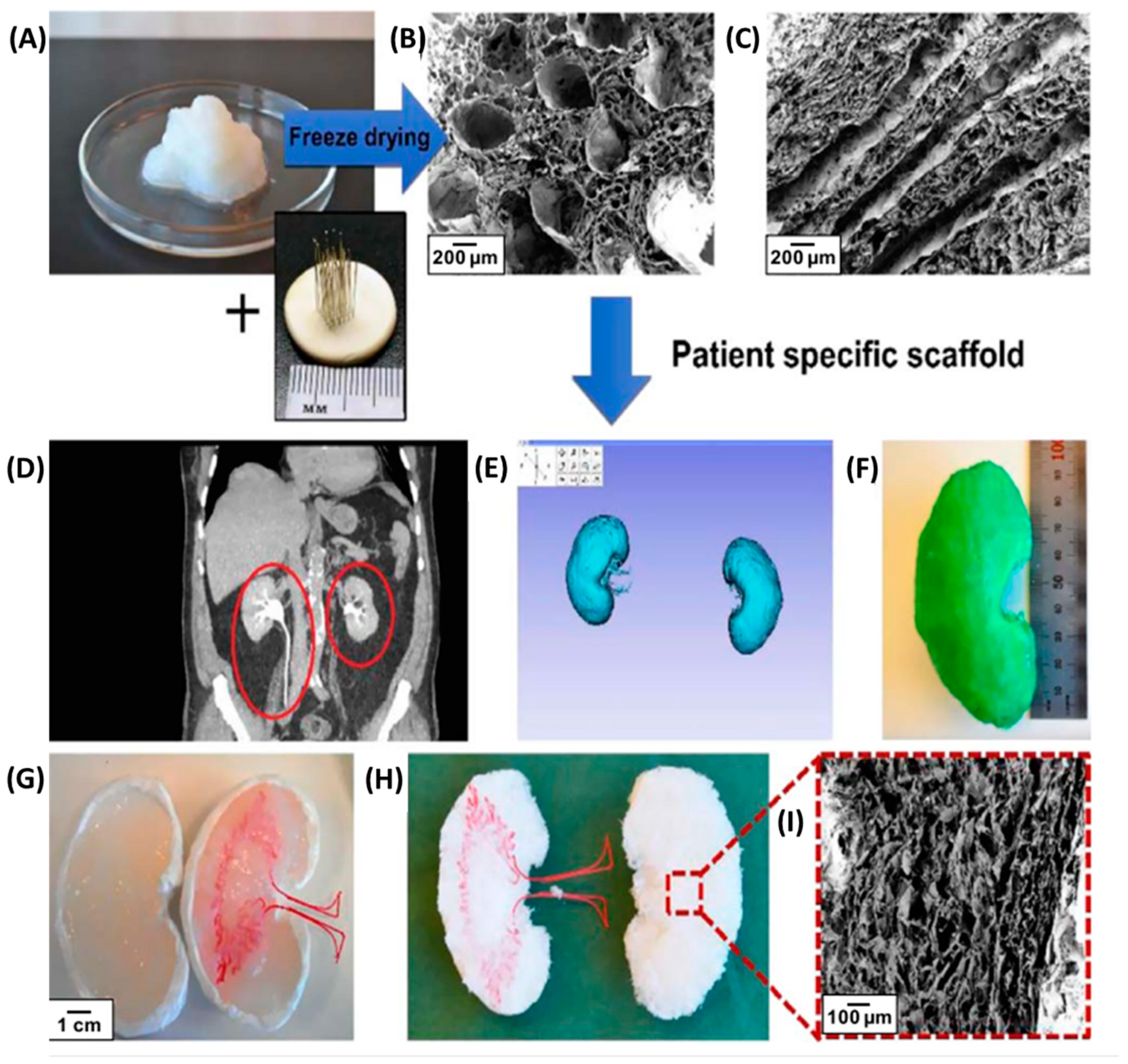 Materials 16 04447 g012