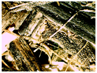 Materials 16 05316 i013