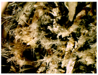 Materials 16 05316 i014