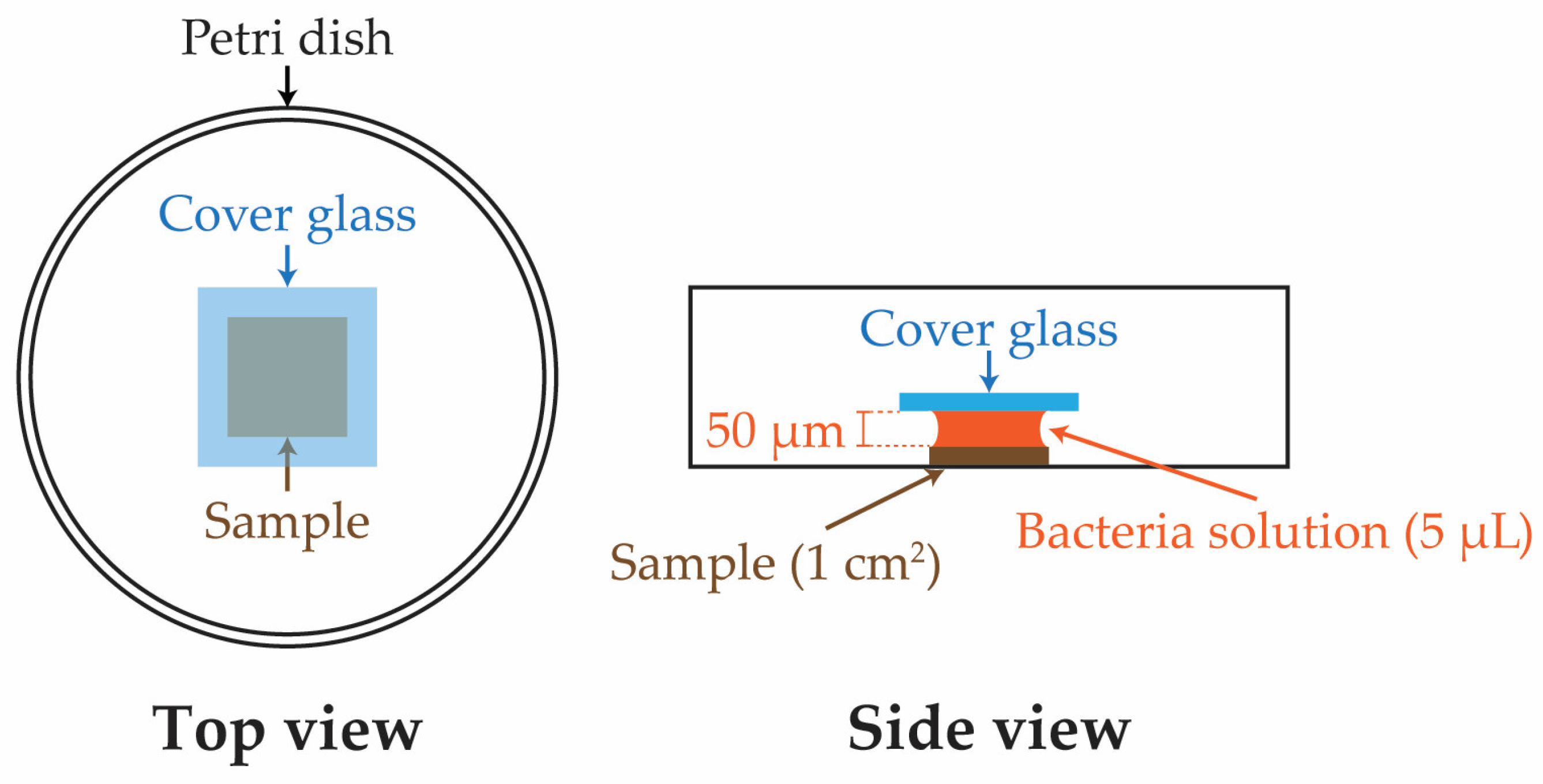 KJ Enhancing the Hydrophobicity and Antibacterial Properties of