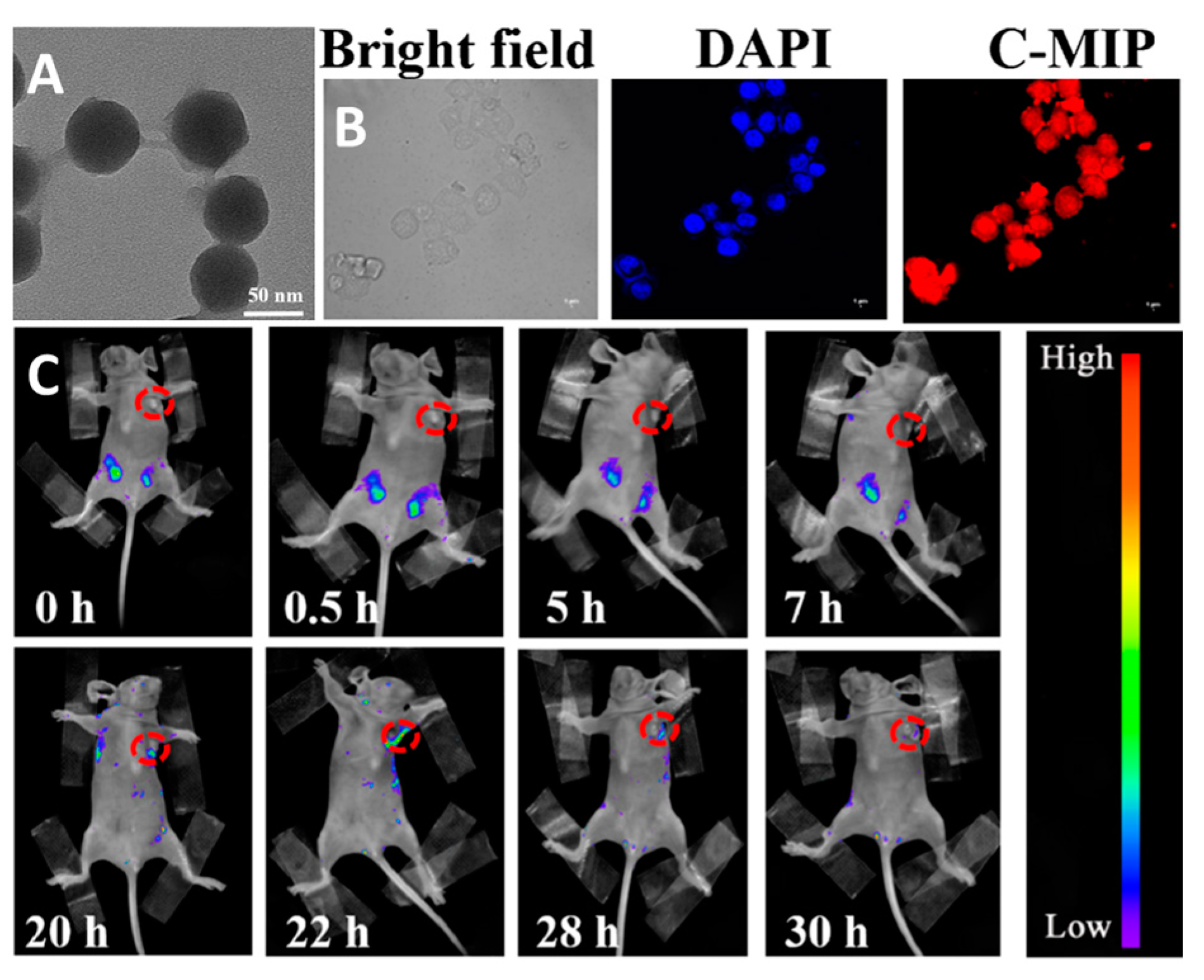 Materials 16 05869 g010 Materials 16 05869 g010