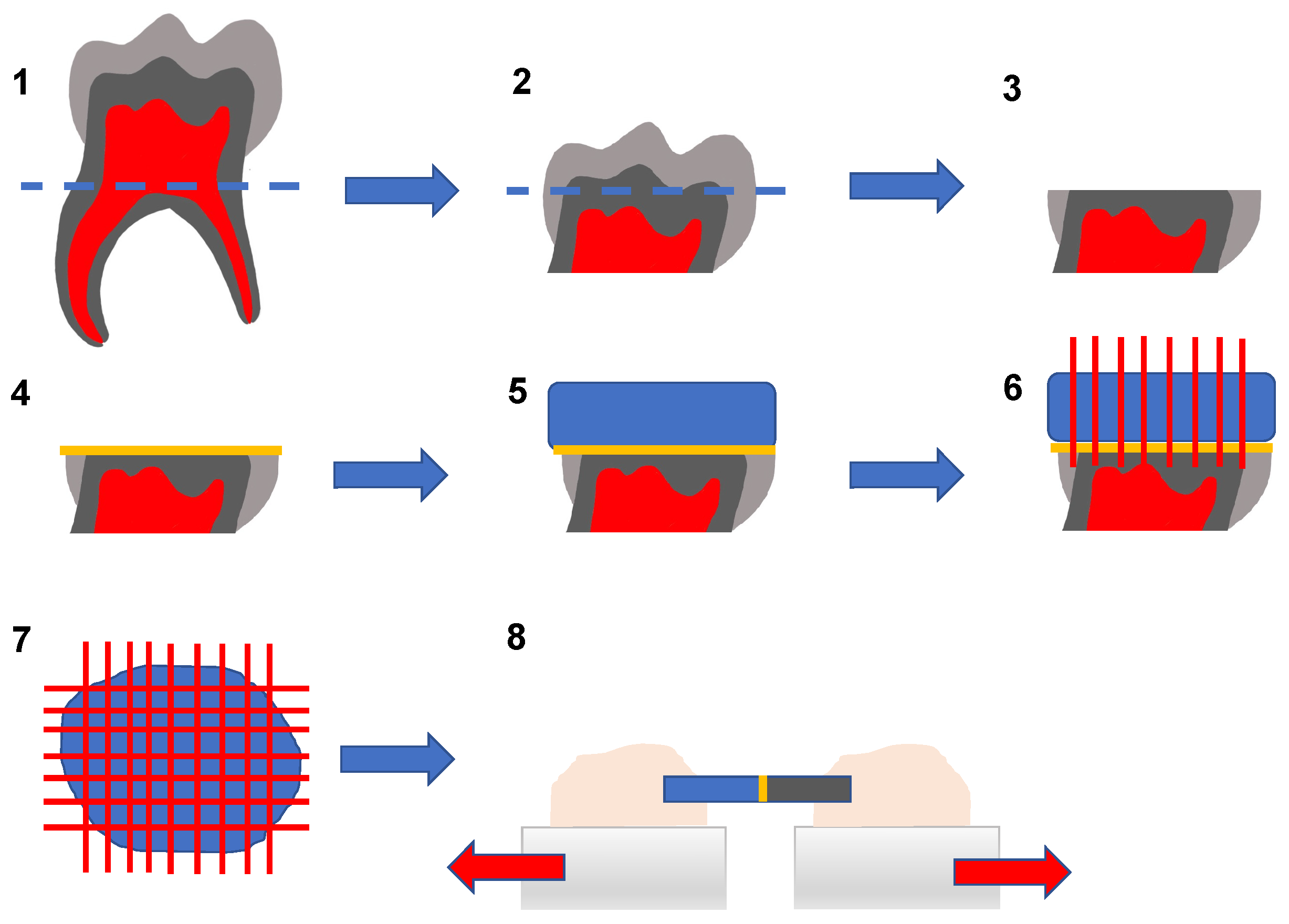 Materials Free FullText Dentin Bonding Performance of Universal Adhesives in Primary Teeth