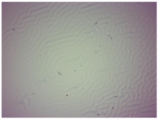 Materials 16 06037 i004