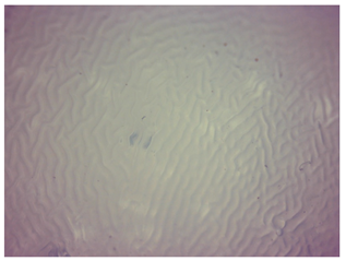 Materials 16 06037 i006