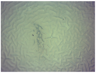 Materials 16 06037 i007