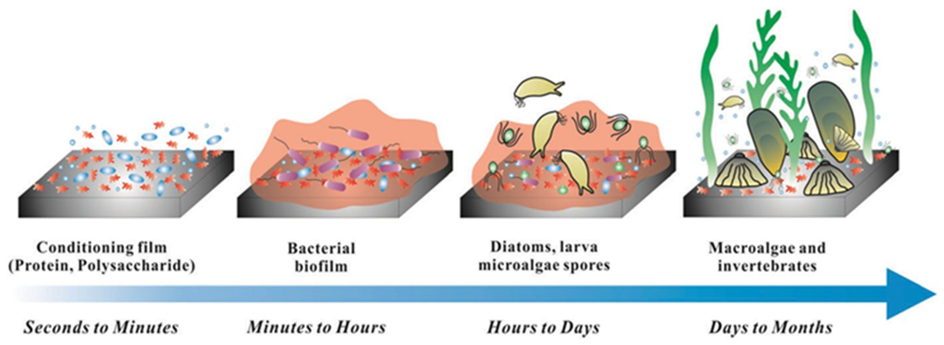 サイン入り ニュージャージー Recent Advances in Antibiofouling Materials for Seawater