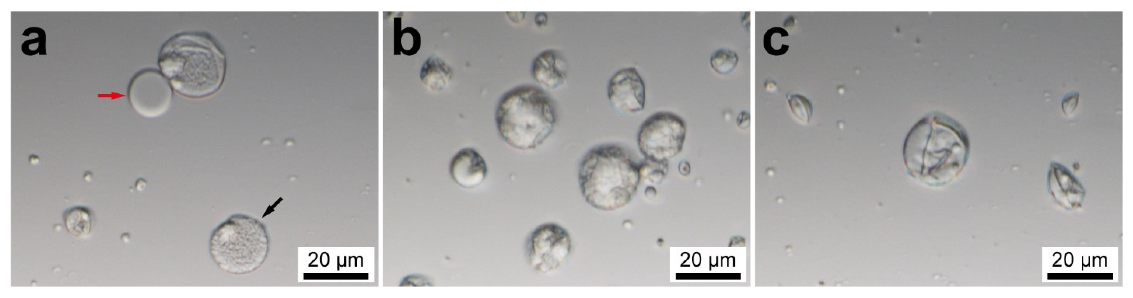 Materials 16 06460 g001