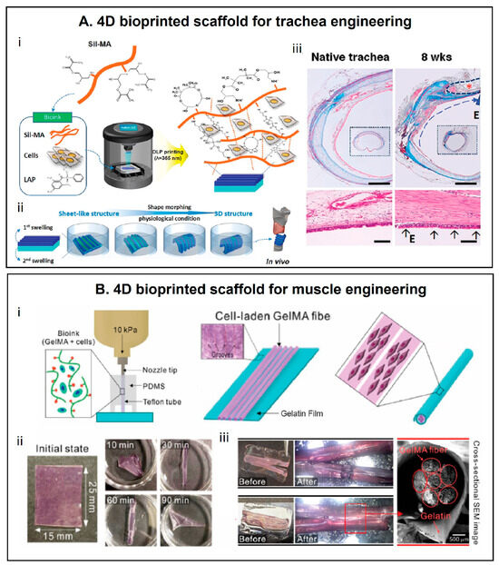 4D Printing Shape-Morphing Hybrid Biomaterials for Advanced