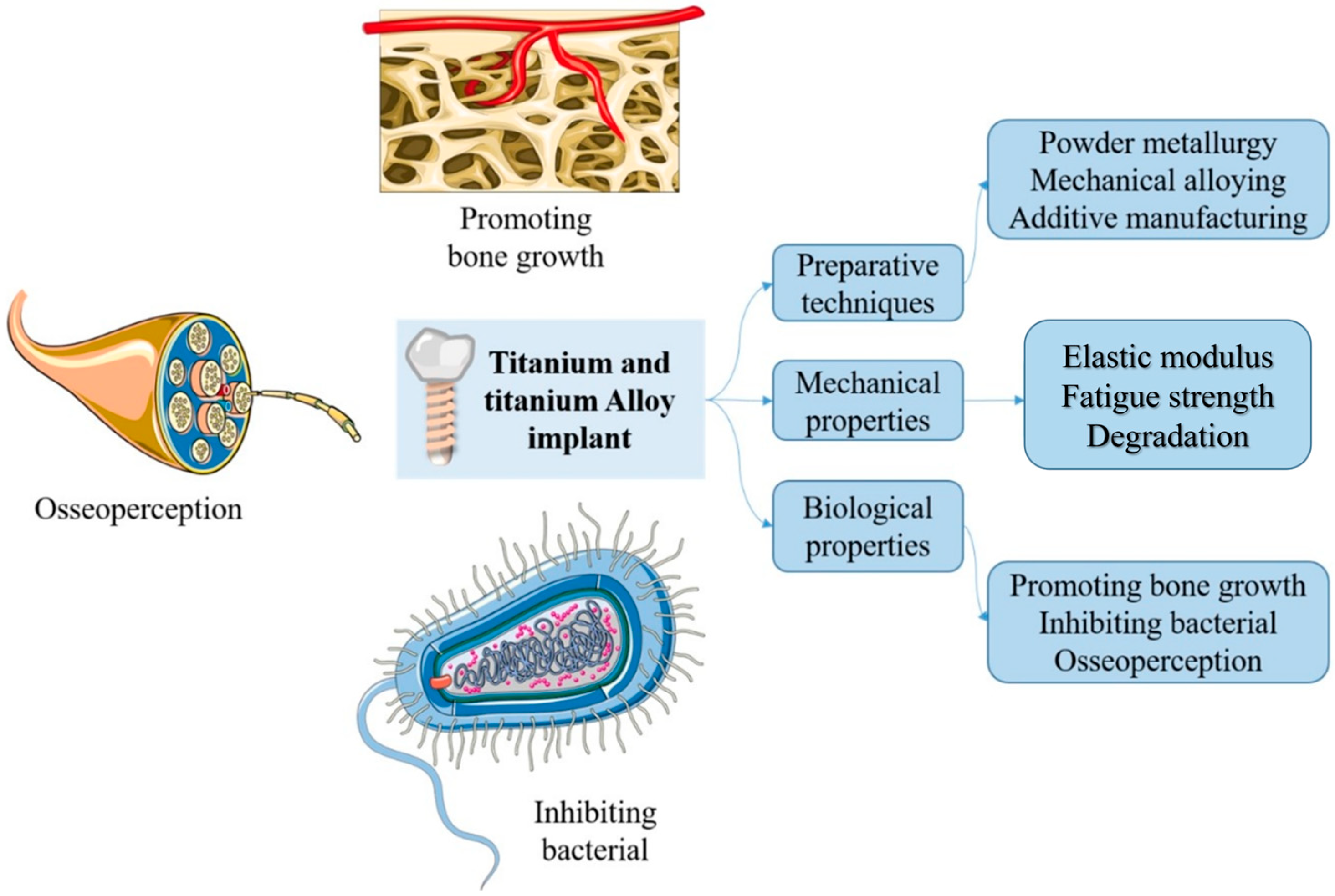 Materials Free FullText Mechanical and Biological Properties of