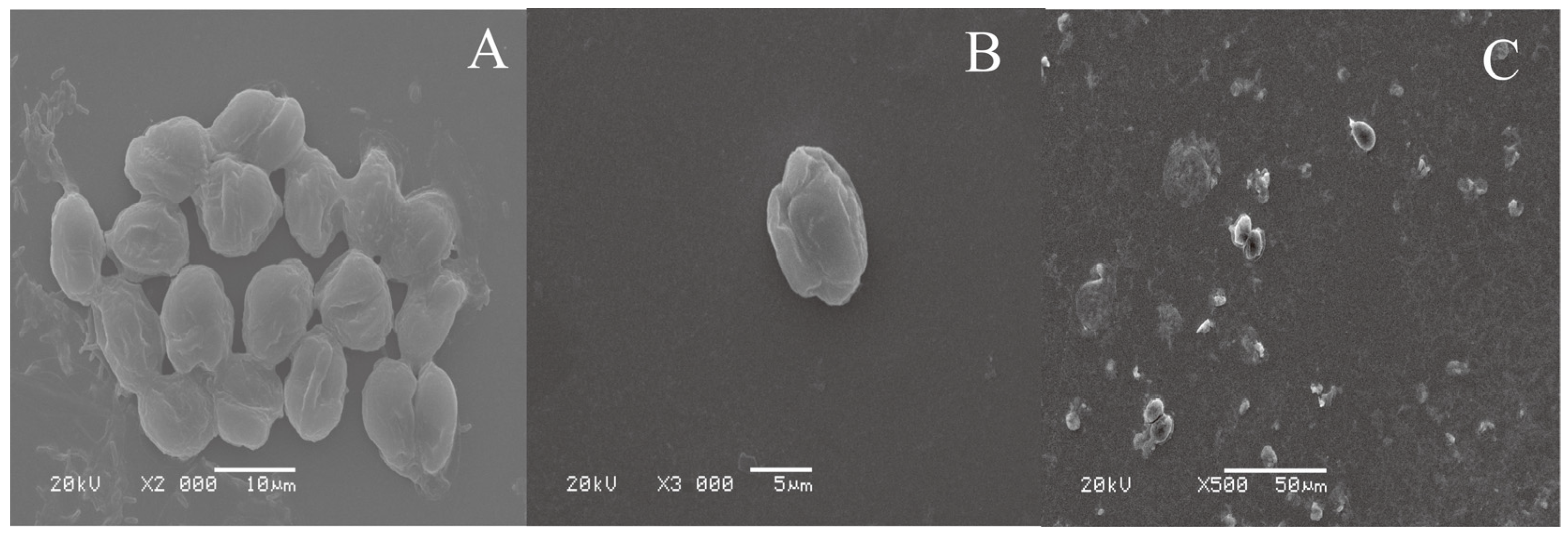 Materials 16 07367 g008