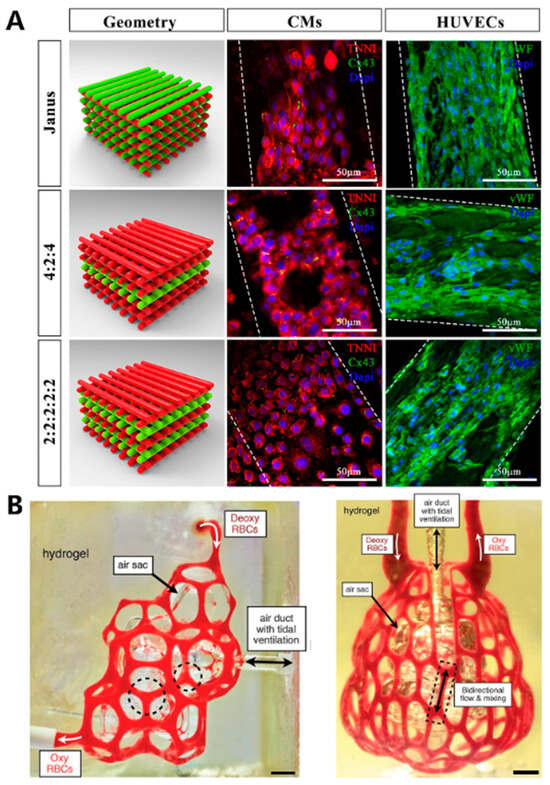 Applications of Light-Based 3D Bioprinting and Photoactive Biomaterials ...