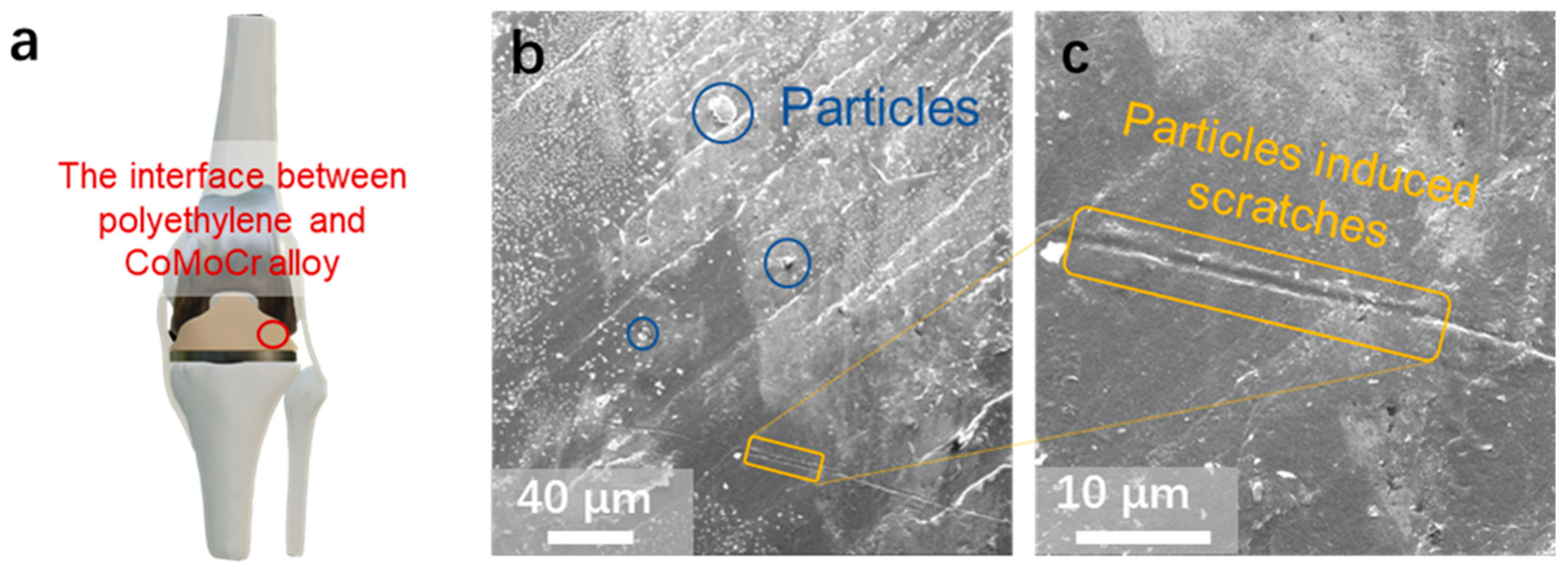 Nanoscale Surface Refinement of CoCrMo Alloy for Artificial Knee 