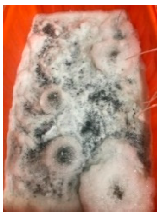 Materials 17 00214 g008