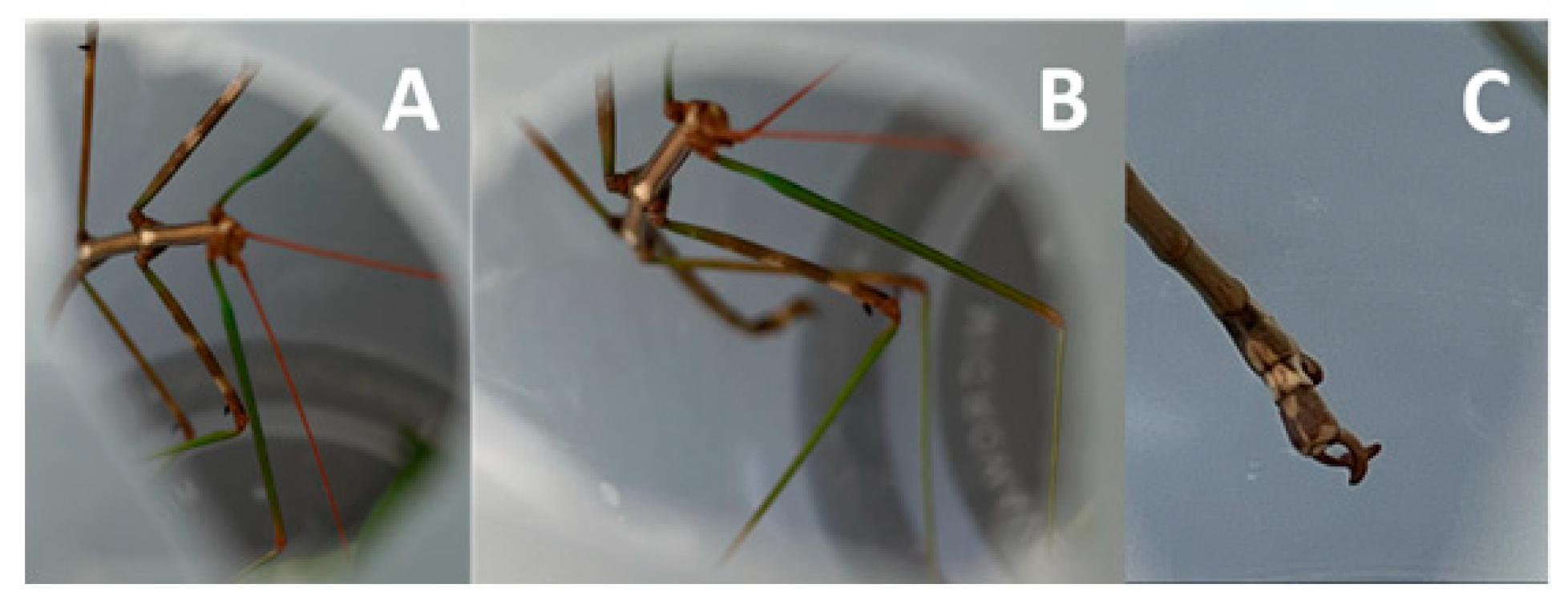 Materials 17 00713 g0a1