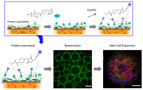 2D Materials Nanoarchitectonics for 3D Structures/Functions