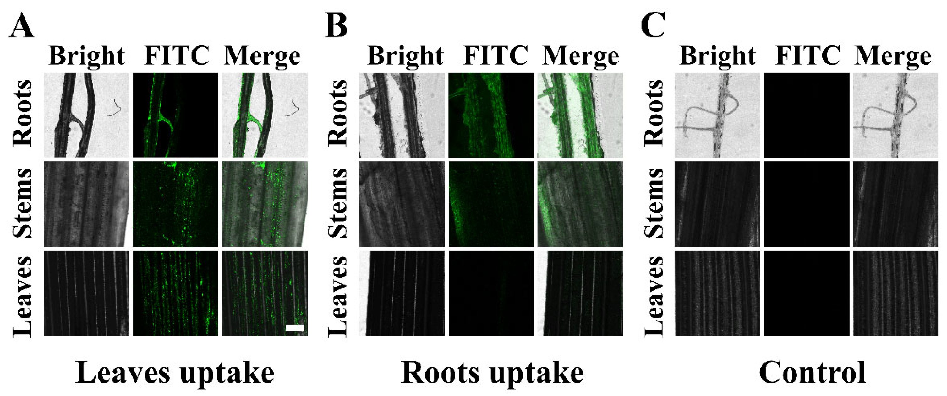 Materials 17 01344 g006