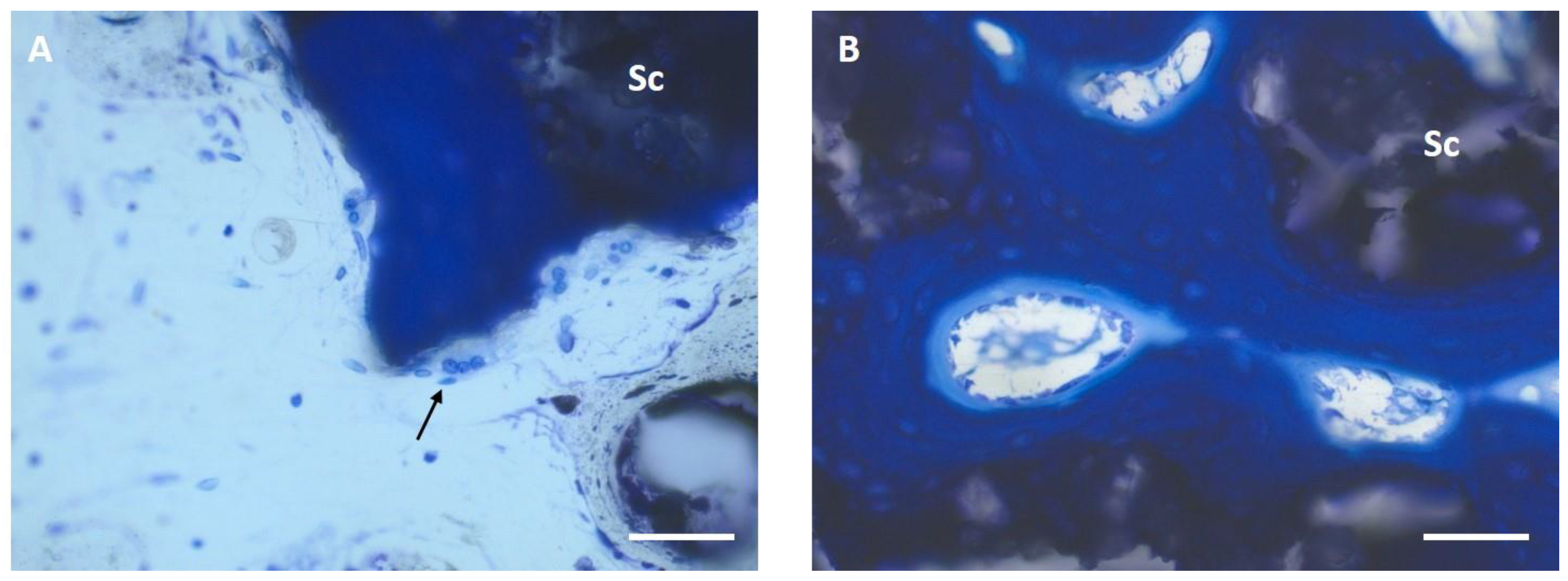 Materials 17 02136 g009
