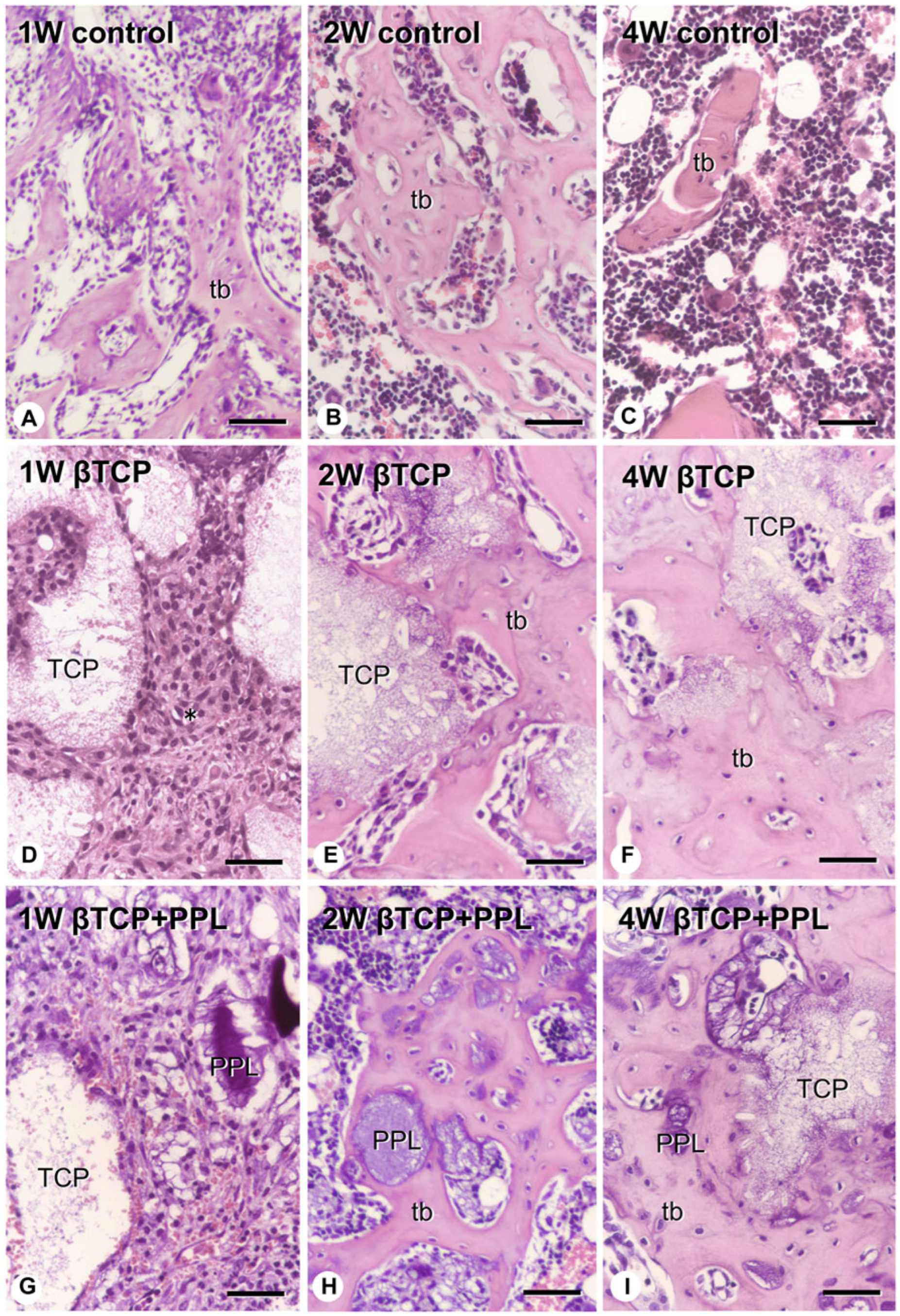 Materials 17 03671 g004