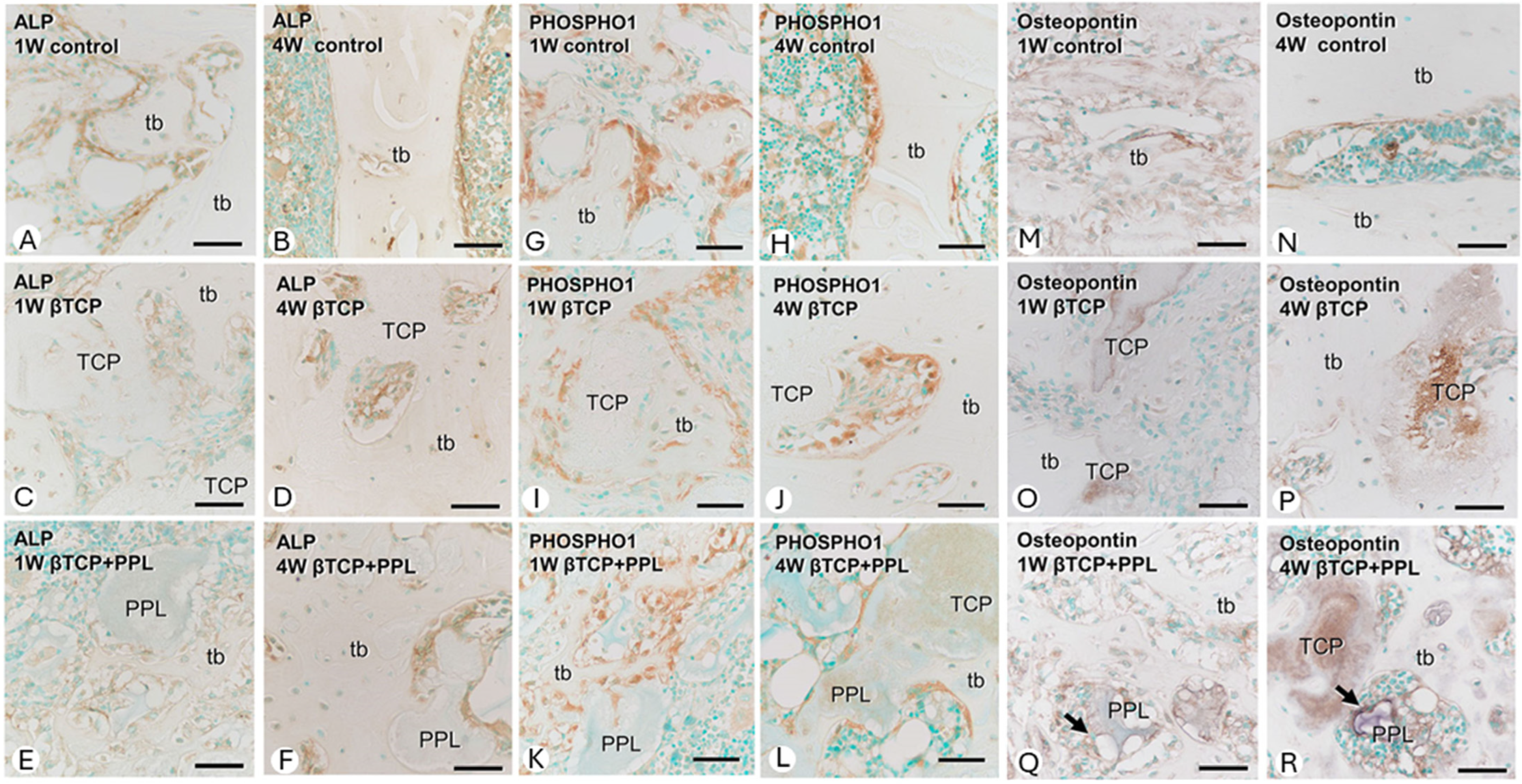 Materials 17 03671 g005