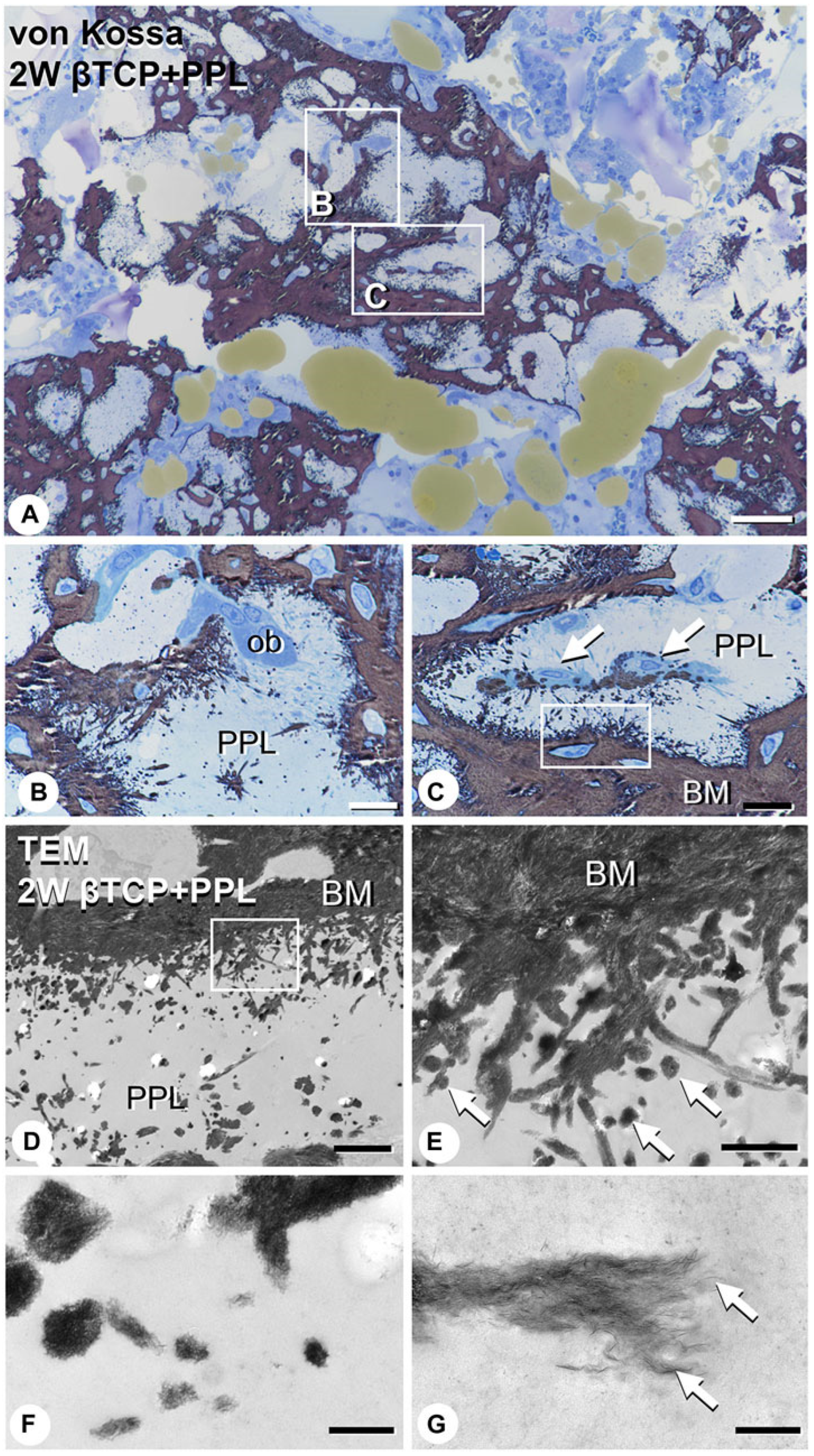 Materials 17 03671 g007