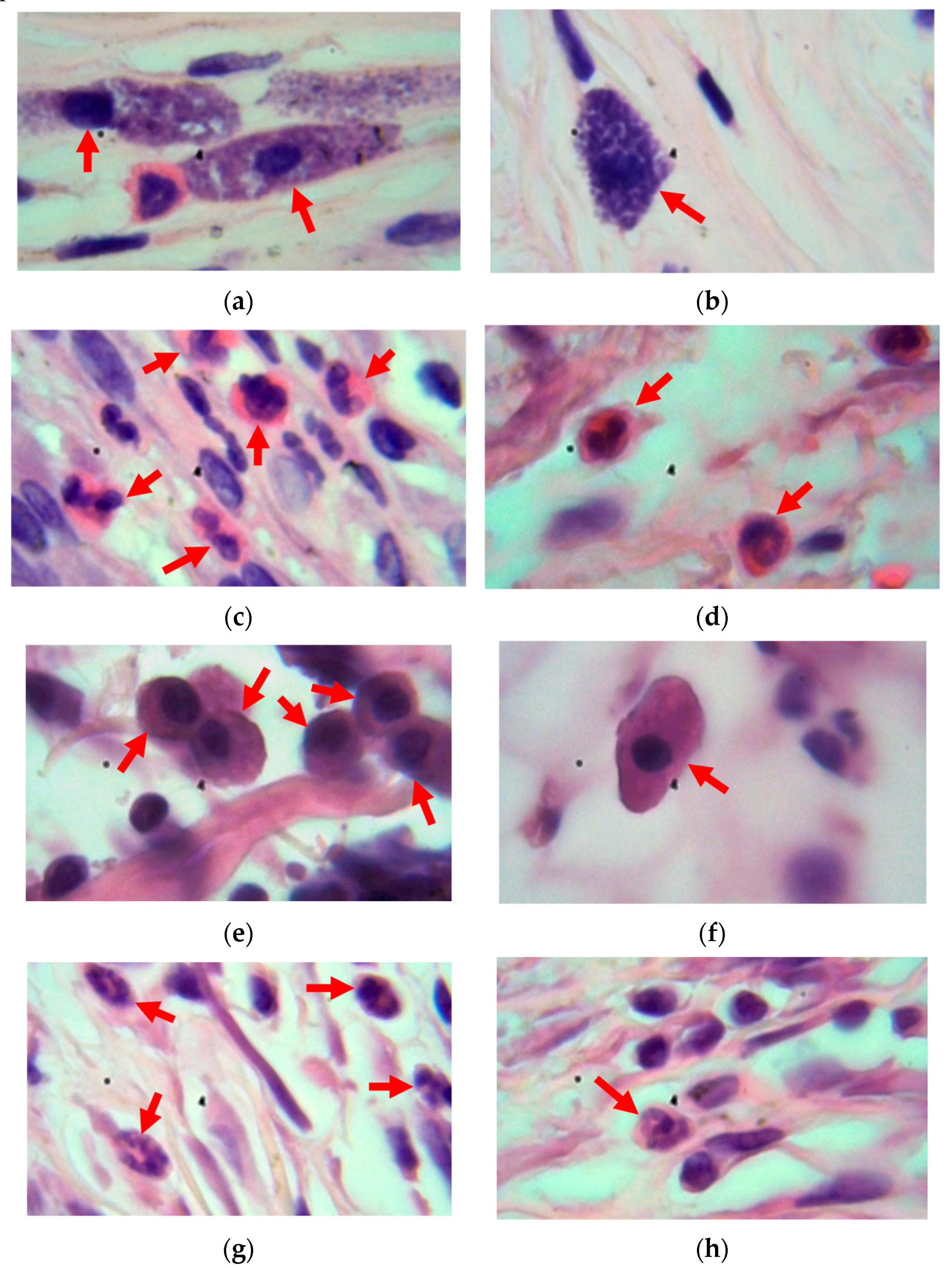 Materials 17 03833 g006