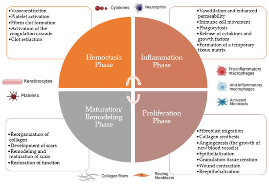 Enhancing Wound Healing: A Comprehensive Review of Sericin