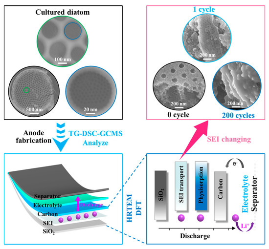 Diatom-Based Artificial Anode—Uniform Coating of Intrinsic