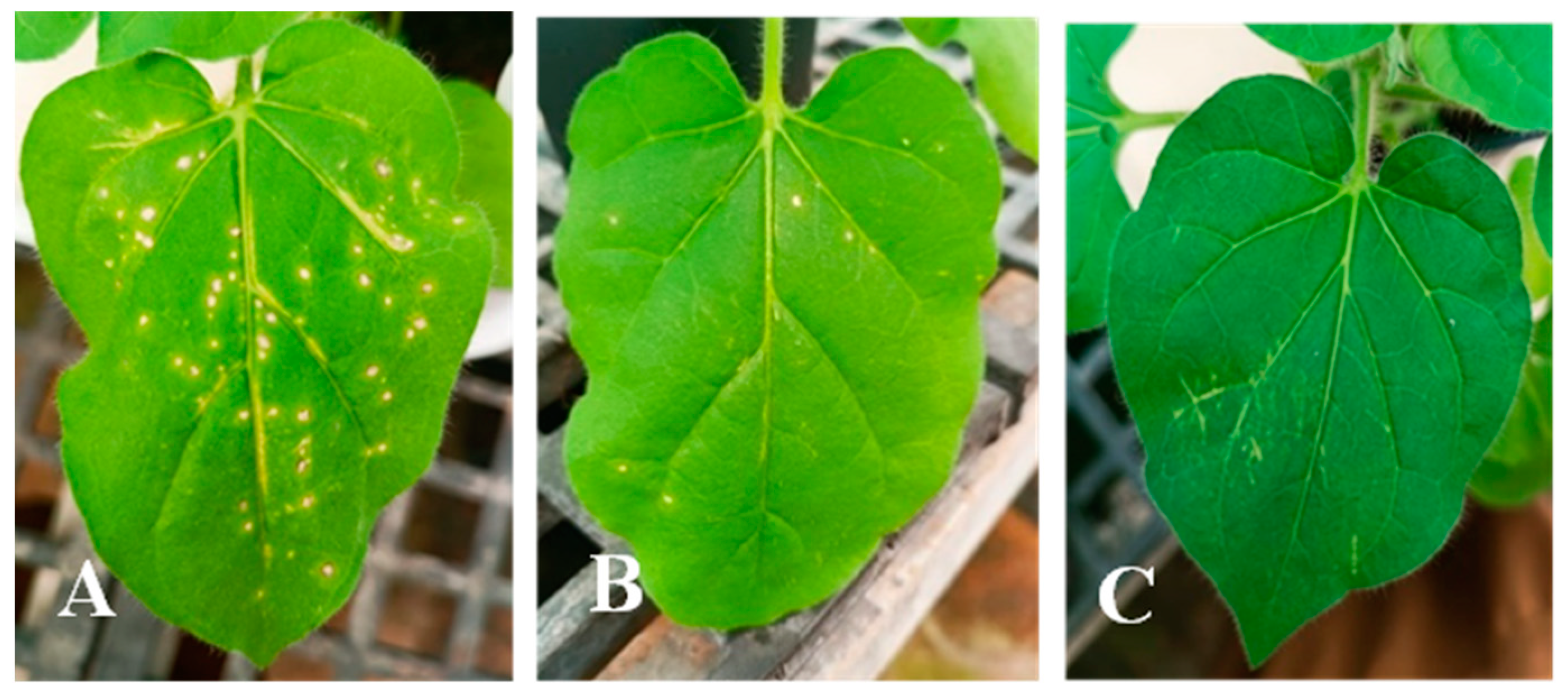 Materials 17 04621 g007