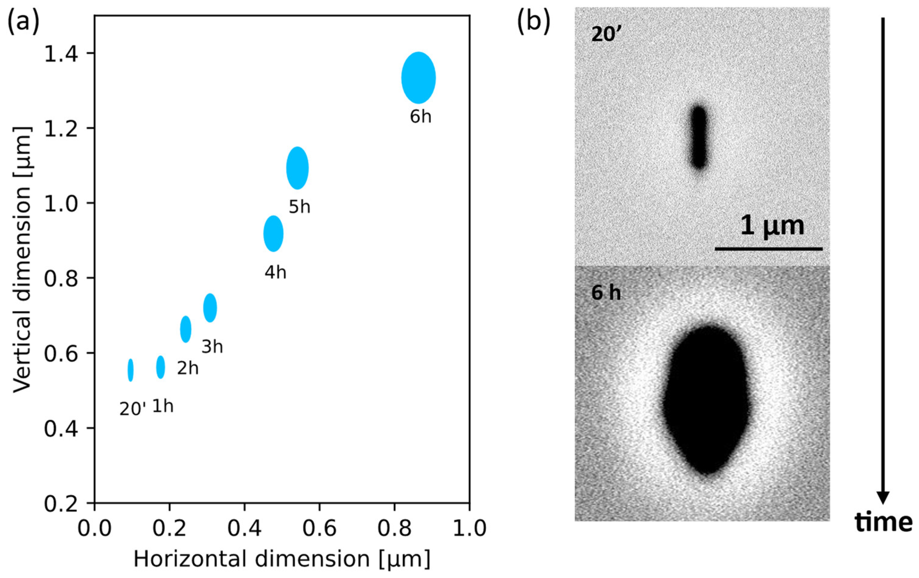 Materials 17 04906 g004