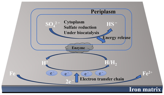 The Microbiologically Influenced Corrosion and Protection of Pipelines ...