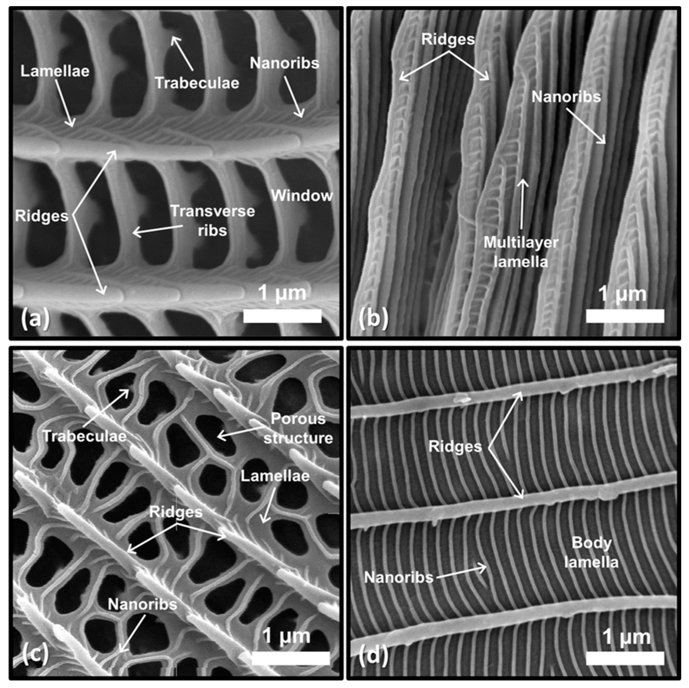 Materials 17 05084 g003