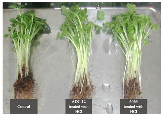 Valorization of Residue from Aluminum Industries: A Review