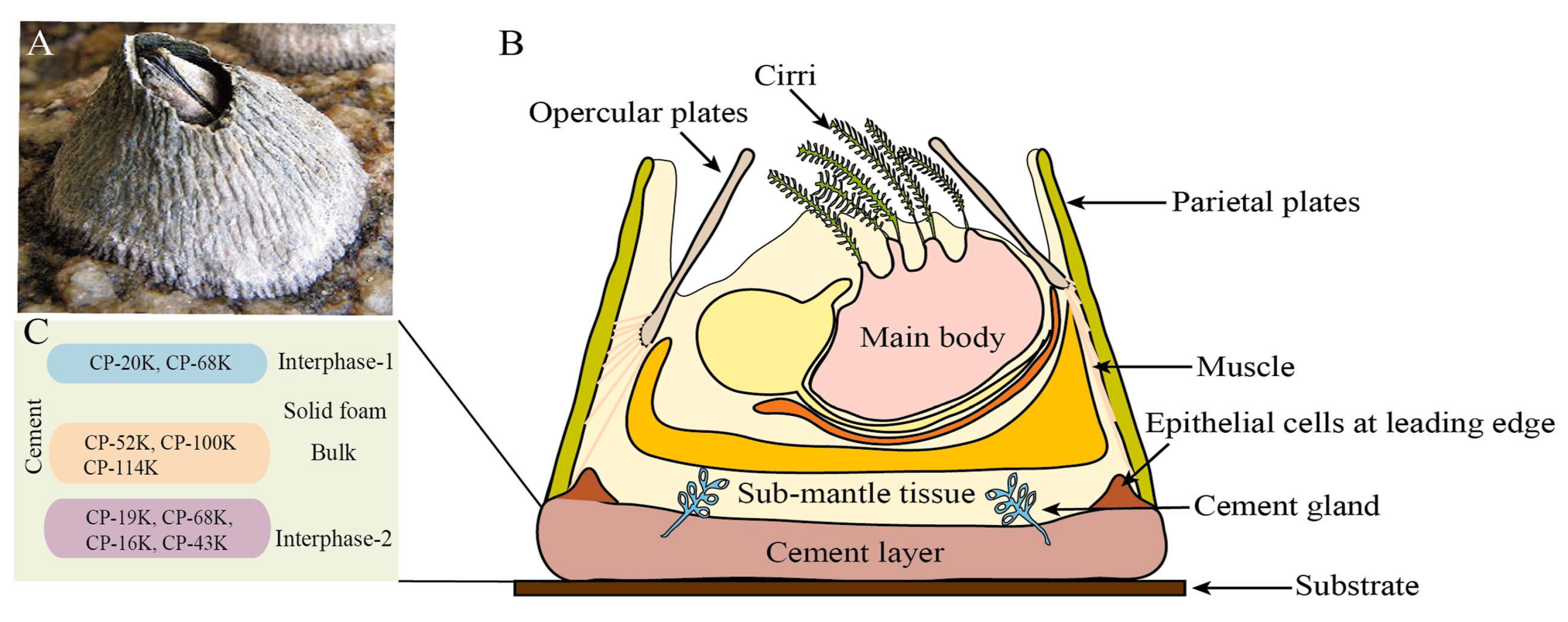 Materials 18 00502 g001