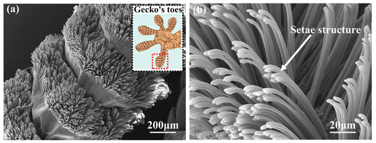Carbon Nanotubes–Gr Inspired by Geckos’ Setae Structure with Enhanced ...