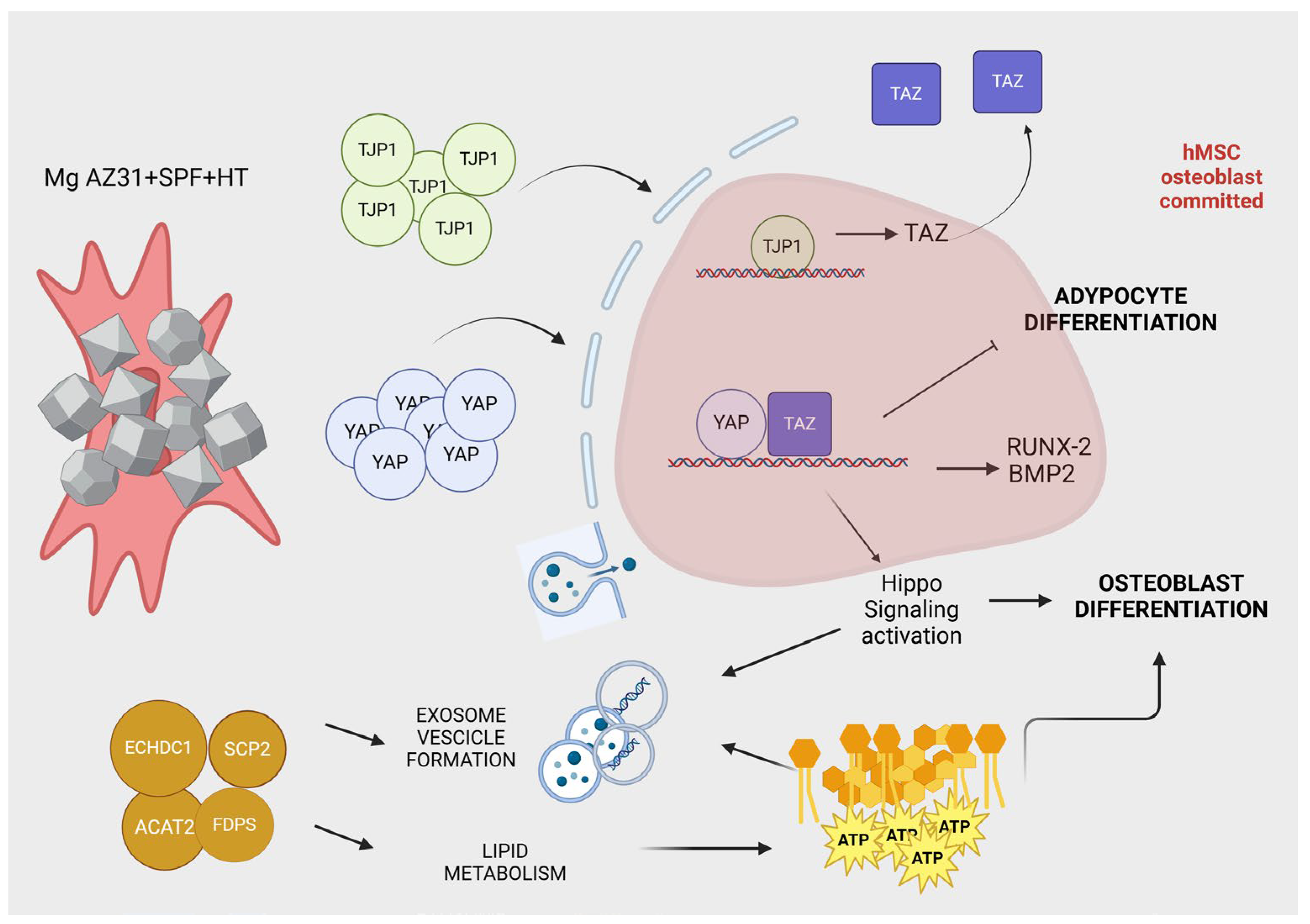 Materials 18 01254 g010