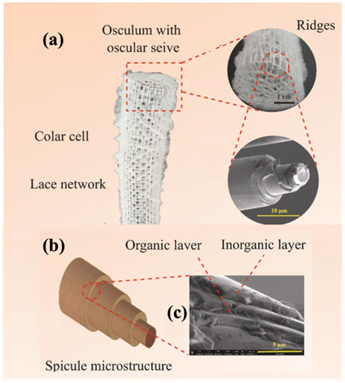 Materials 18 01377 g012