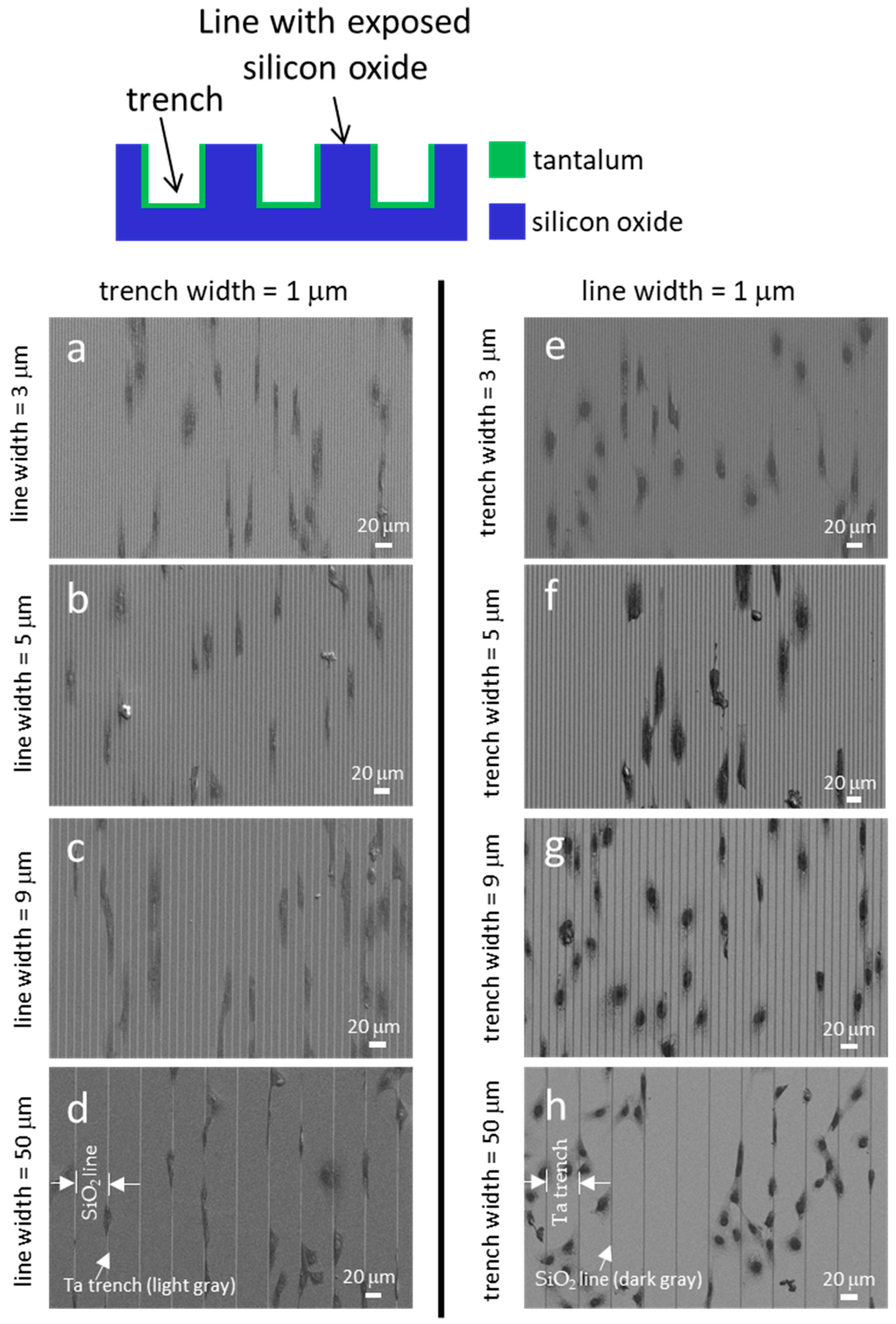 Materials 18 02099 g007