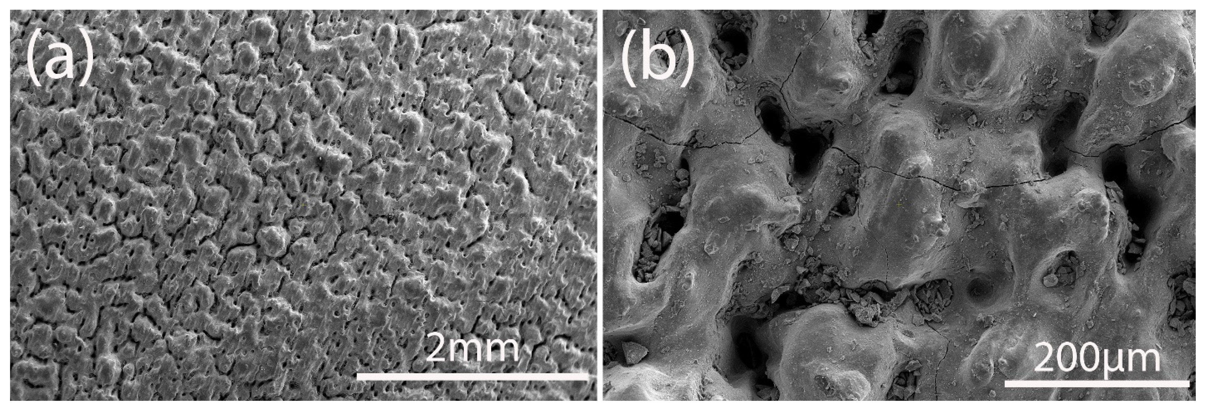 Materials 18 02121 g001