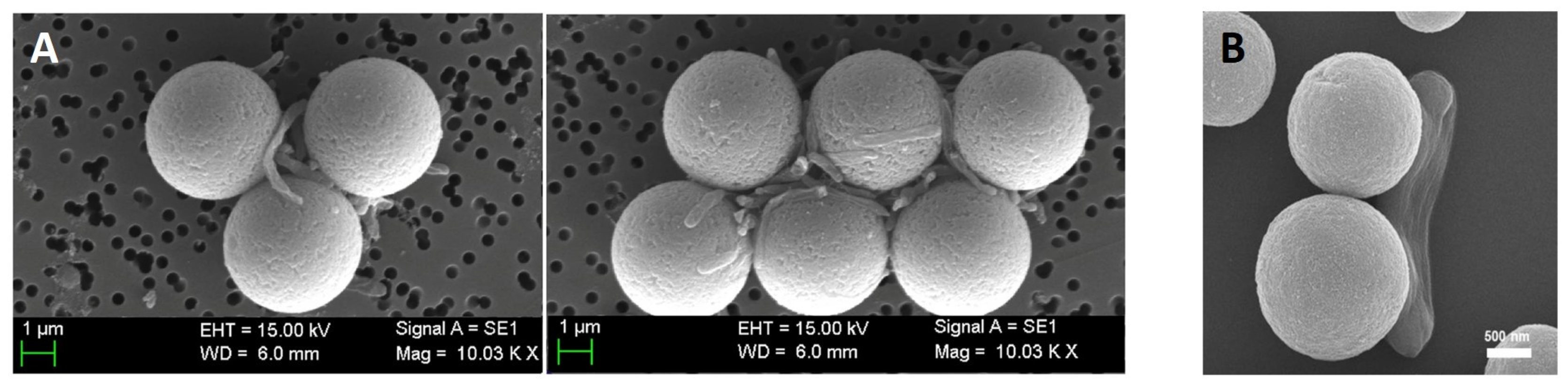 Materials 18 02264 g007