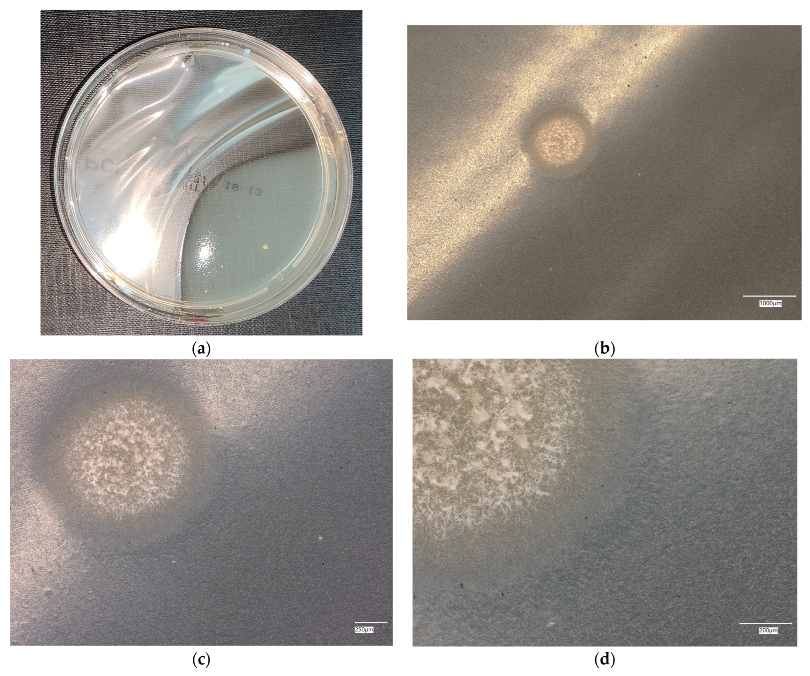 Materials 18 02560 g007