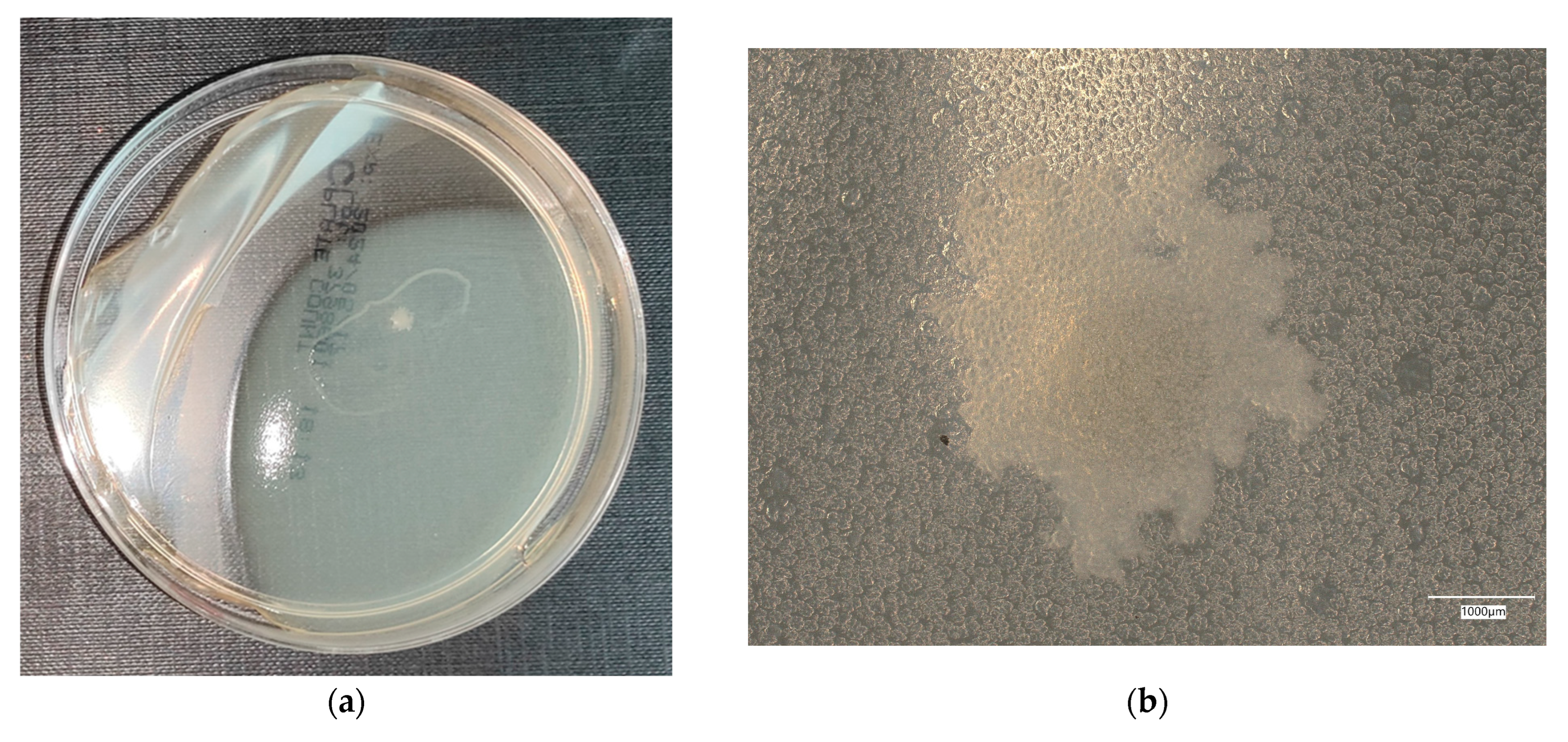 Materials 18 02560 g008a