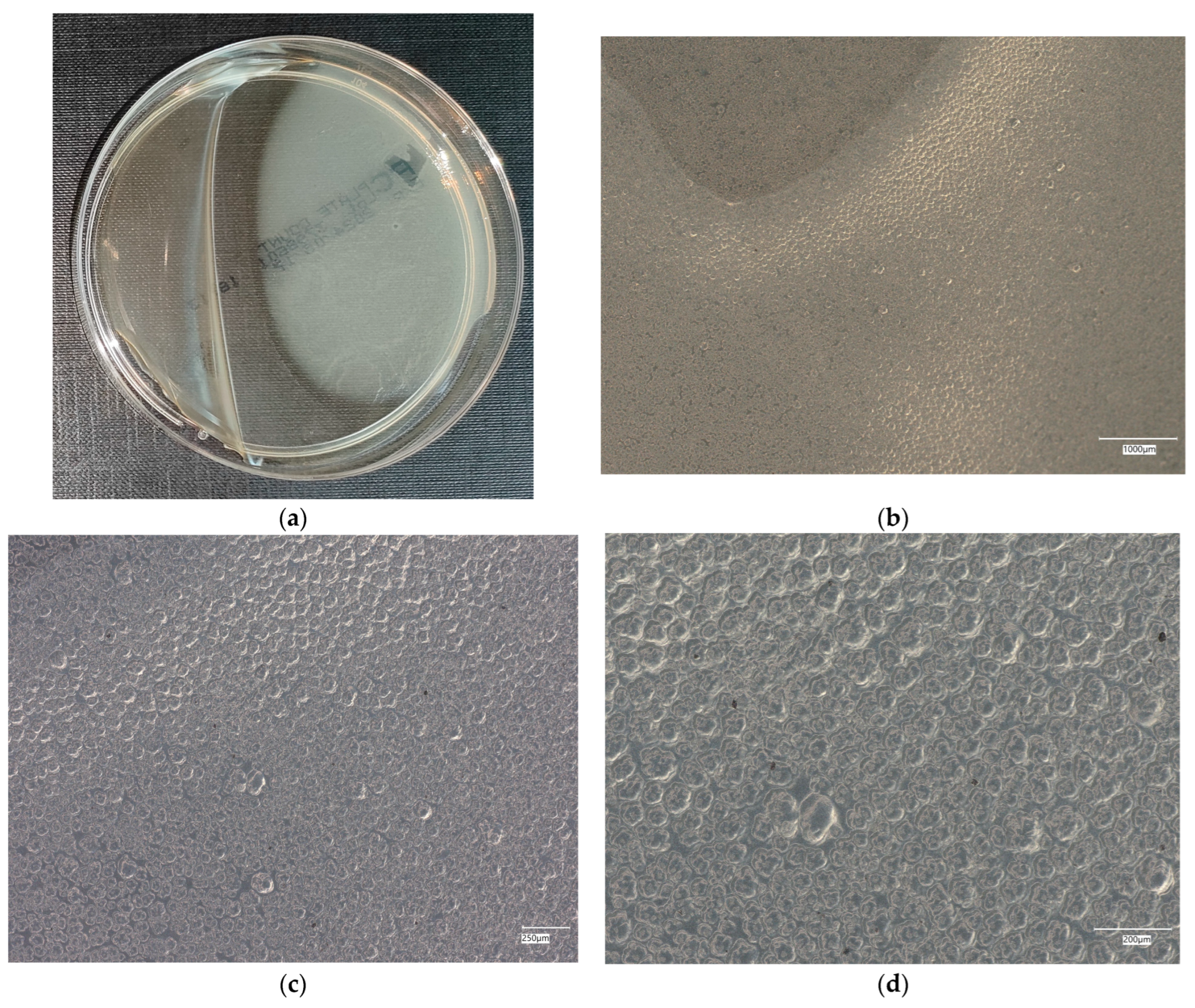 Materials 18 02560 g010