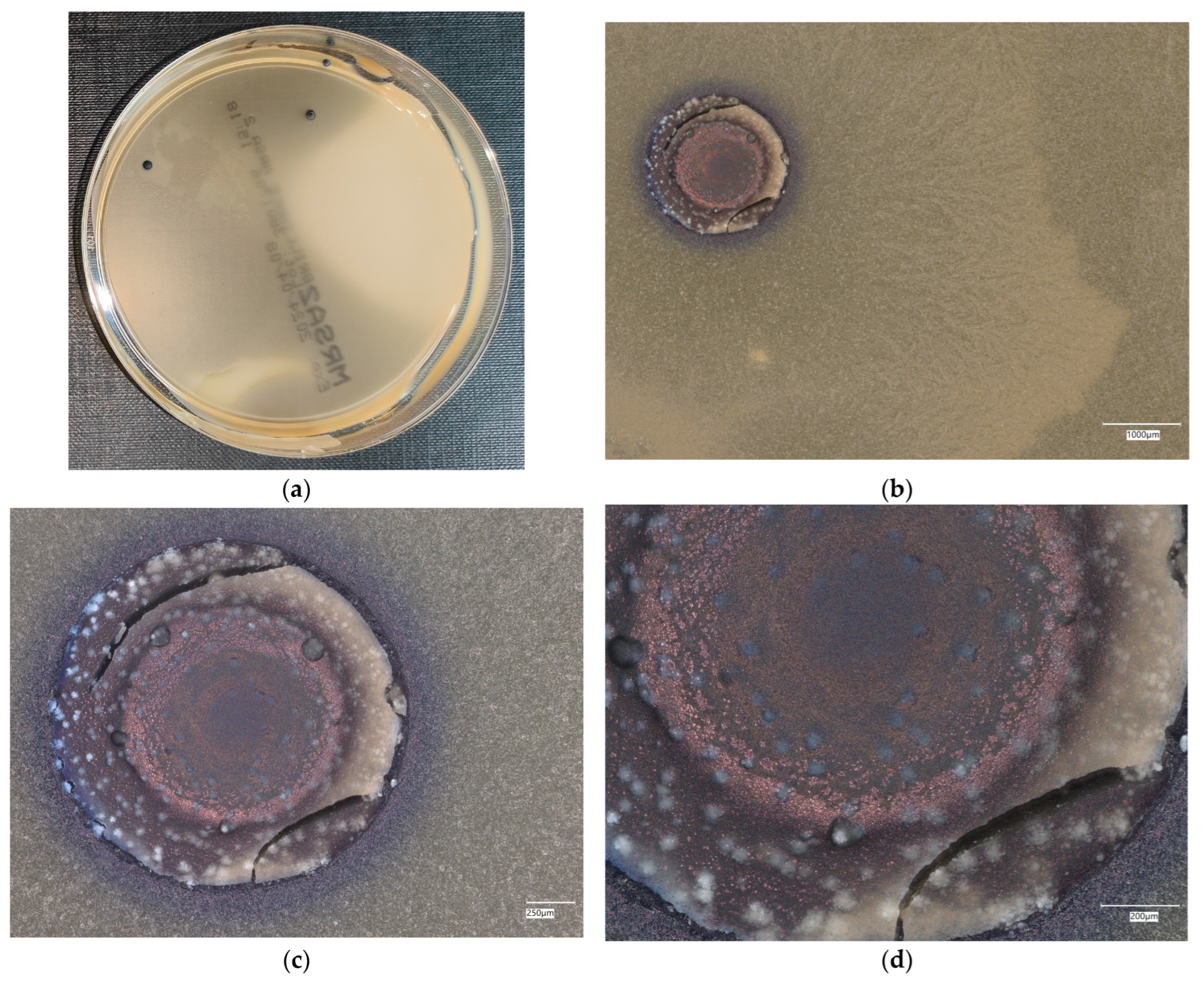 Materials 18 02560 g011